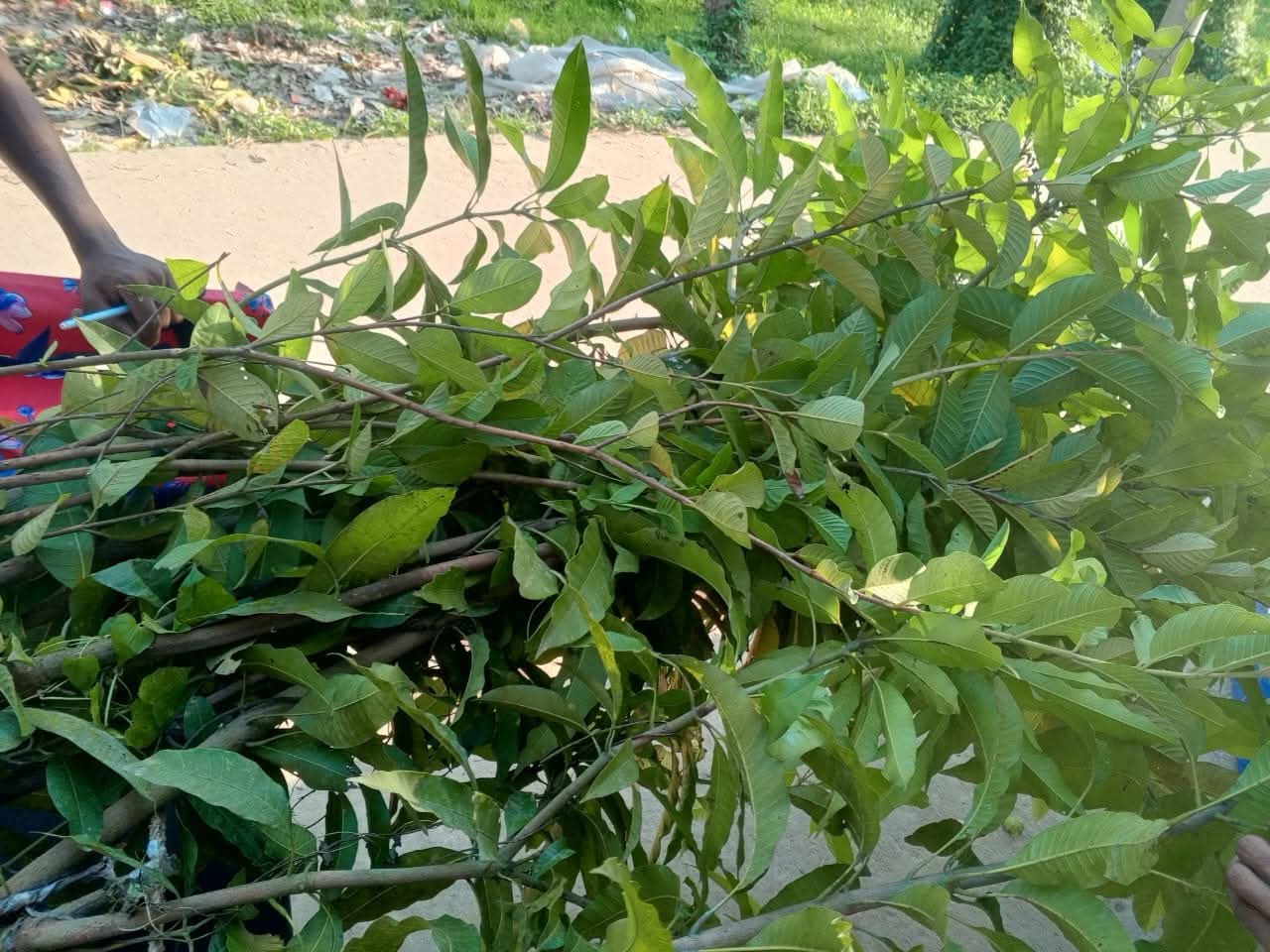 Growing a Greener Kahalu Through Tree Plantation — foto 5